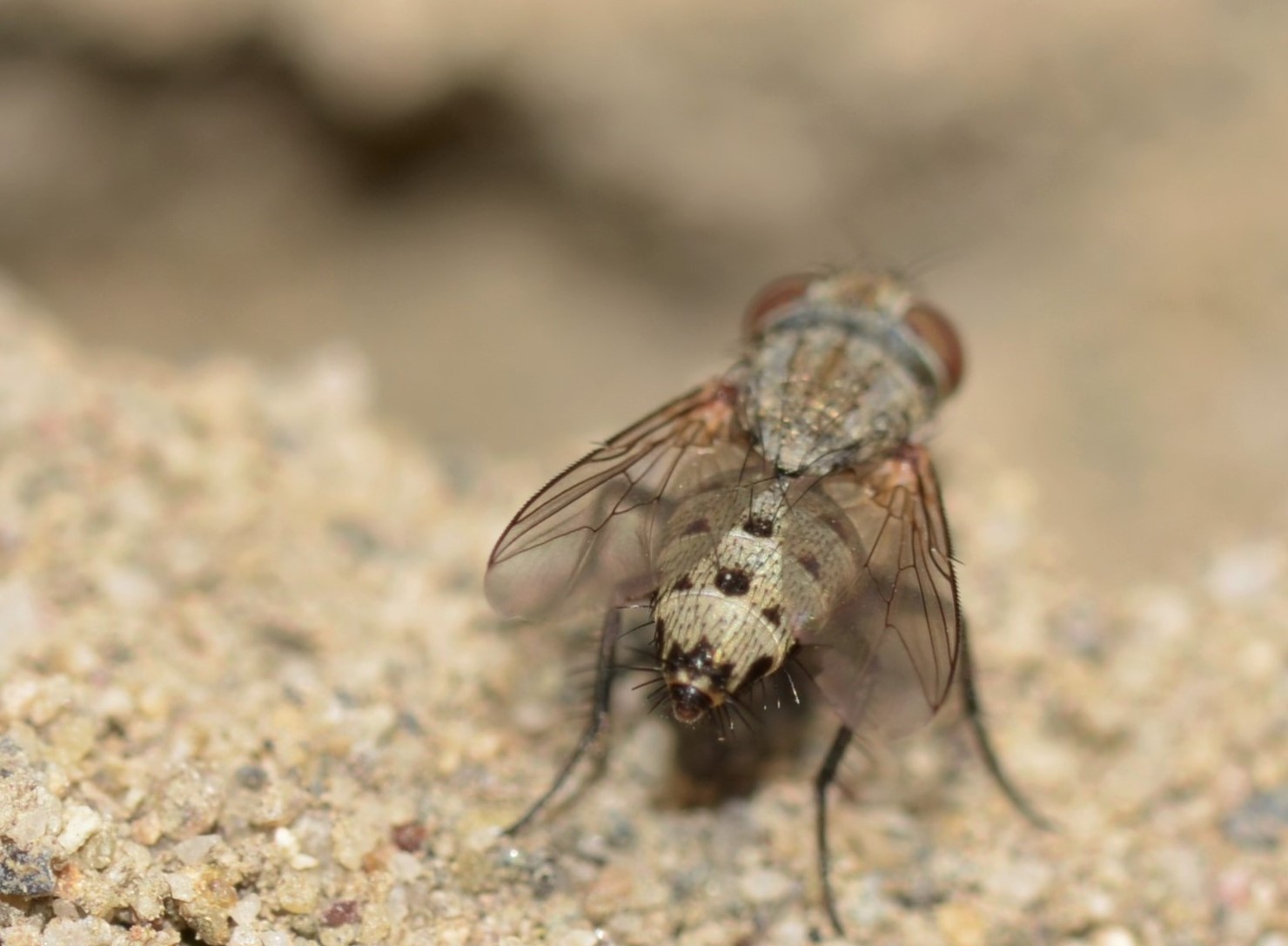 Sarcophagidae Craticulina ?  Sarcophagidae: cfr. Craticulina sp.